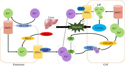 The Role of Iron in Cancer Progression